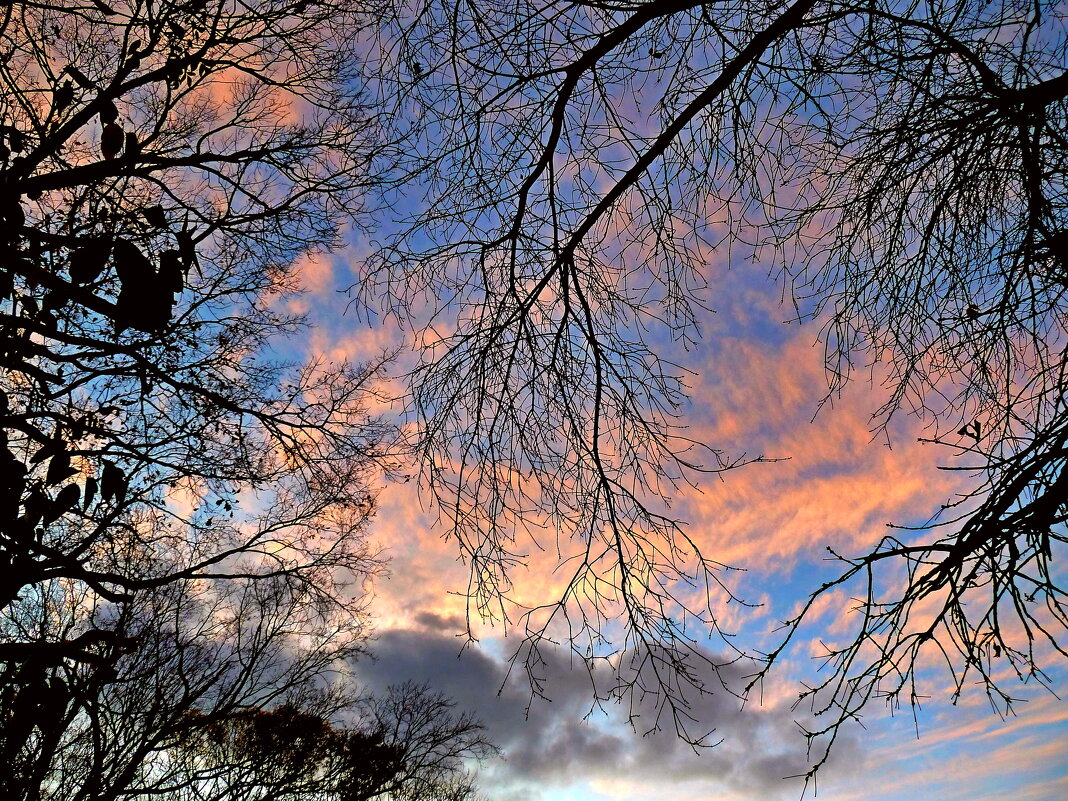 Закатное небо ноября над парком... - Лидия Бараблина