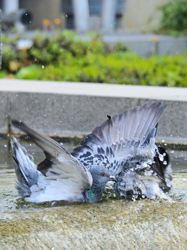 Водоплавающий ( Из жизни голубей ) - Alexander Amromin