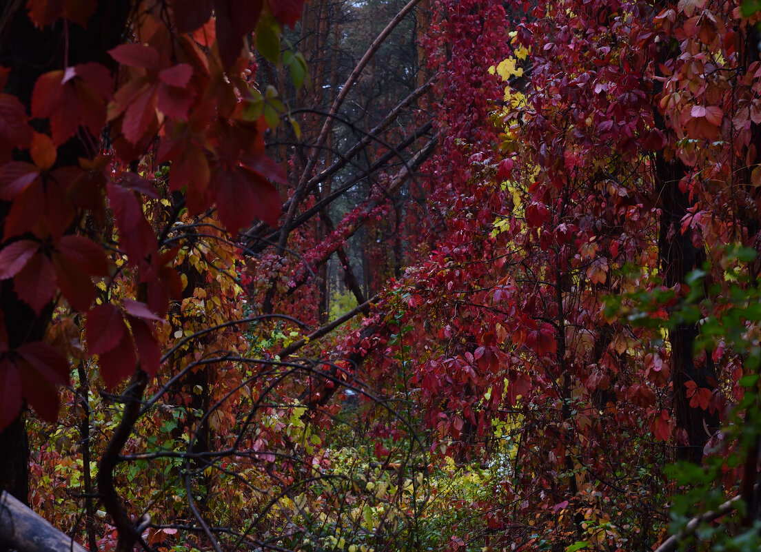 Осень у моего порога. Autumn is at my doorstep. - Юрий Воронов