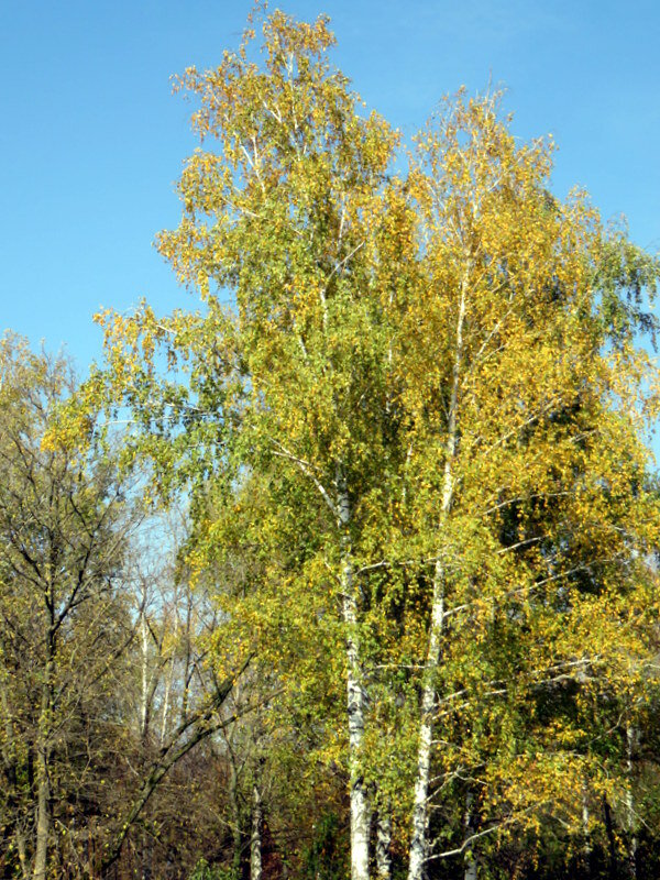 Осень - Герович Лилия 