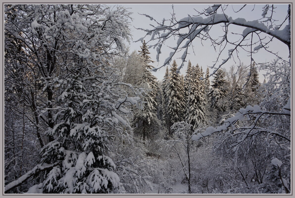 Зимний лес - Ramt Прибытов