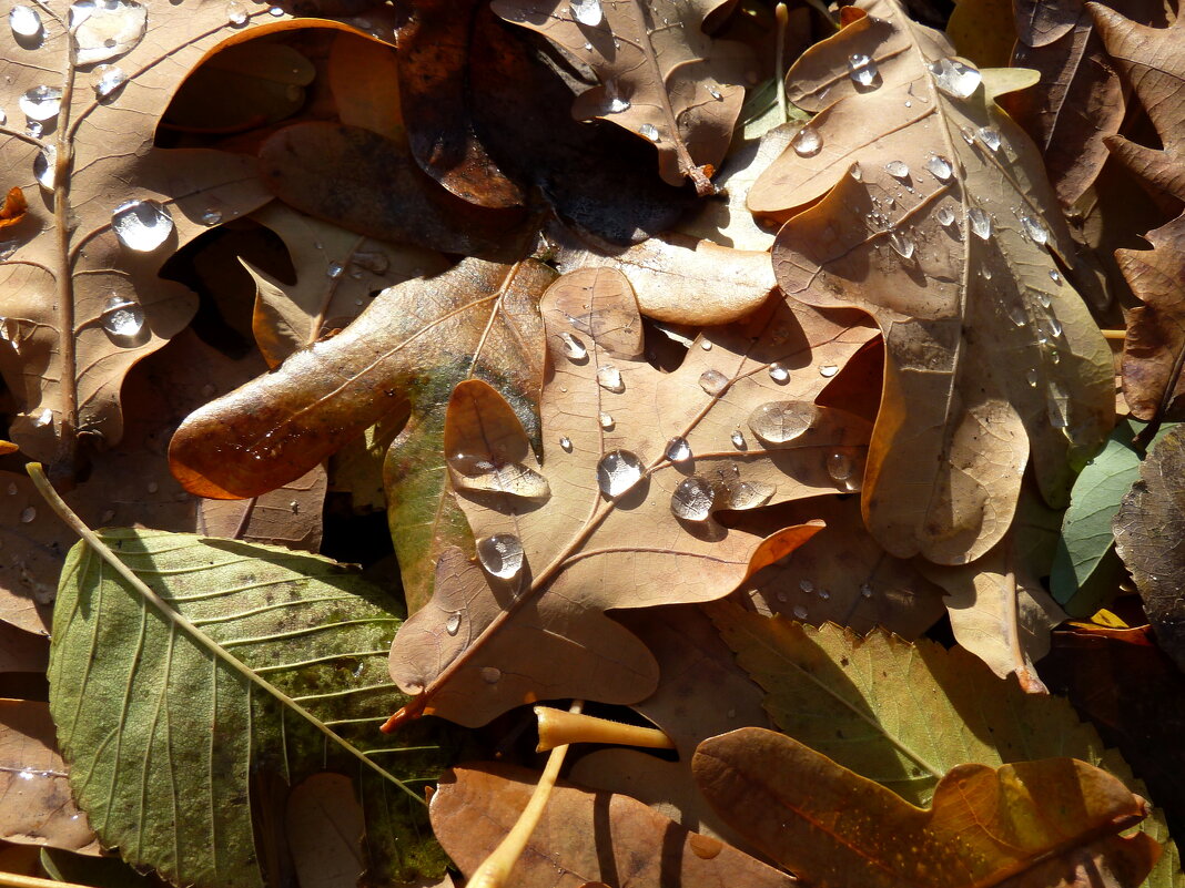 Слезы ноября на опавших листьях - Лидия Бараблина