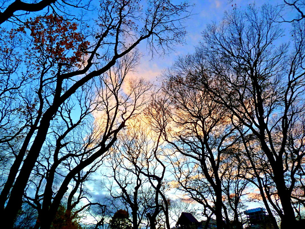 Вечернее небо ноября  сквозь ажур деревьев... - Лидия Бараблина