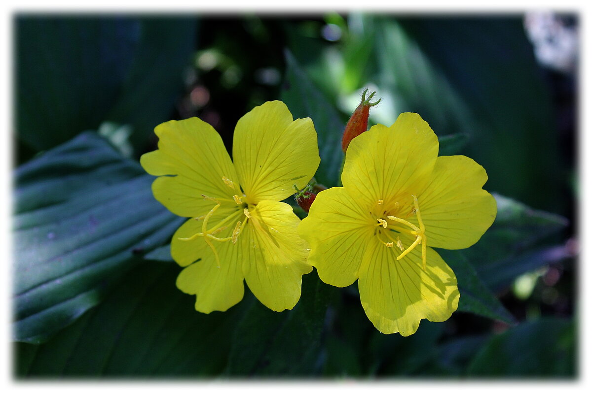 О,как прекрасны эти желтые цветы,в них так царит гармония любви! - Tatiana Markova