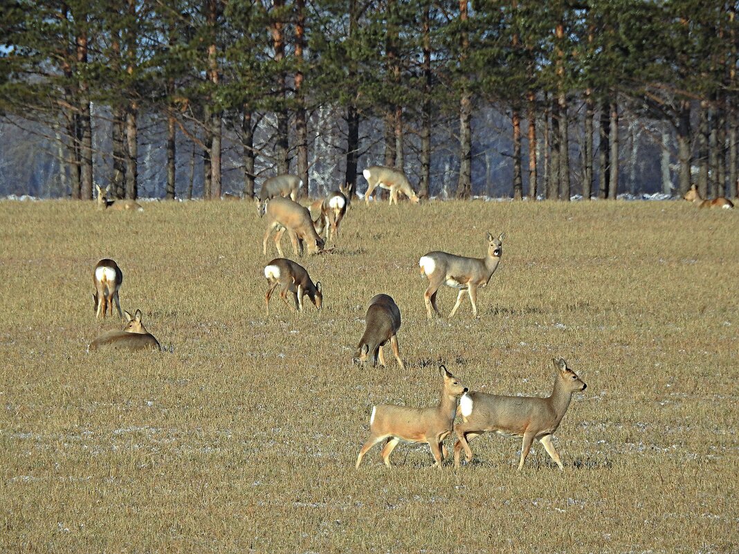 Косули вышли на поле - Геннадий Ячменев