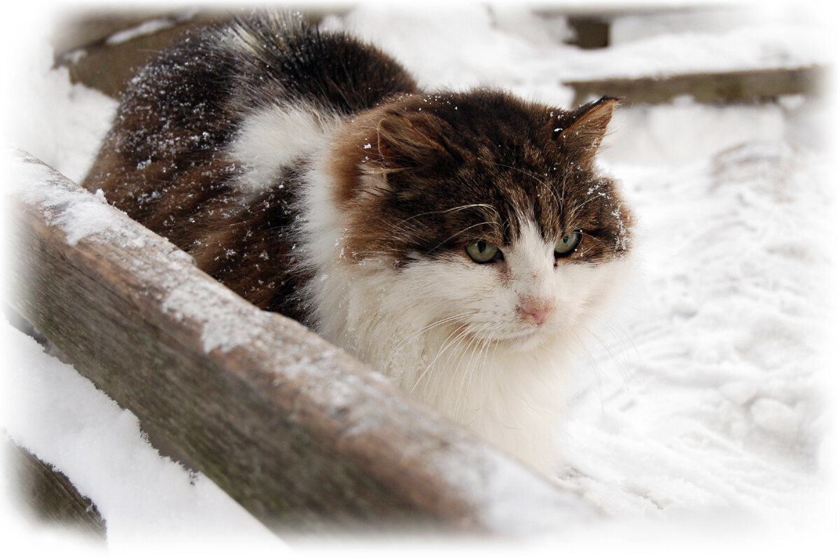 Снежный кот - # fotooxota