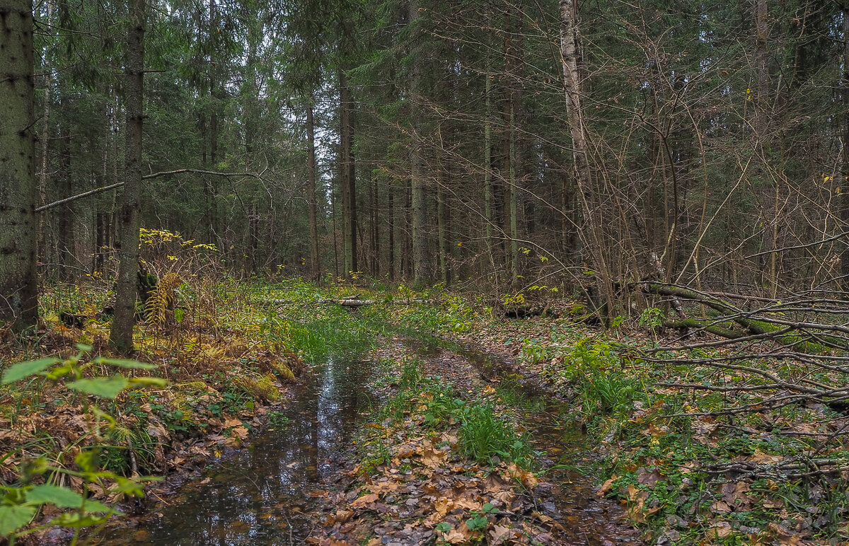 Прогулки в Осеннем Лесу - юрий поляков