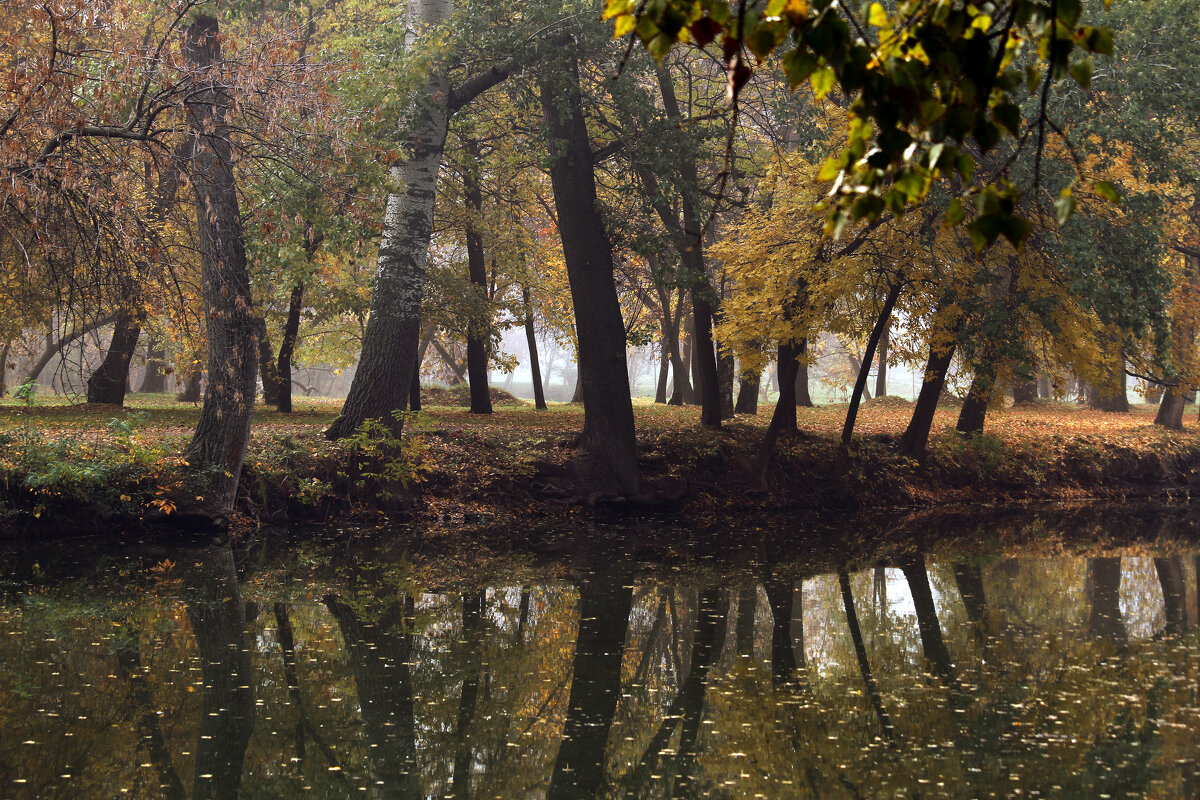 Листья на воде. - barsuk lesnoi