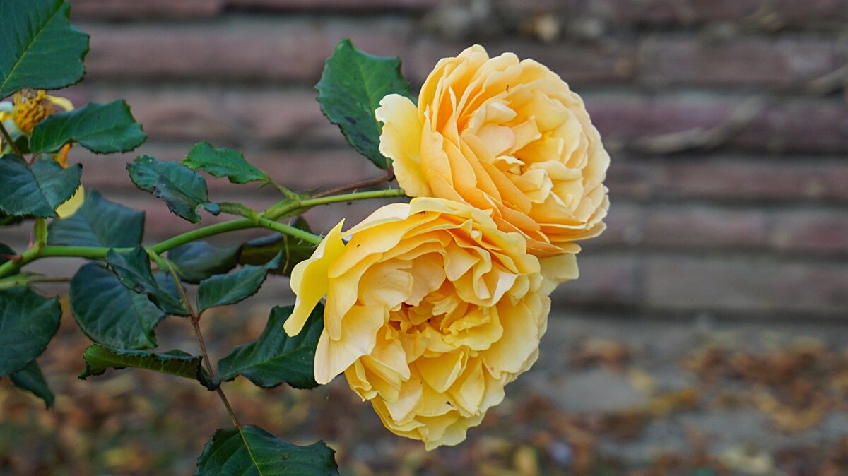 Роза флорибунда "Amber Queen" - wea *