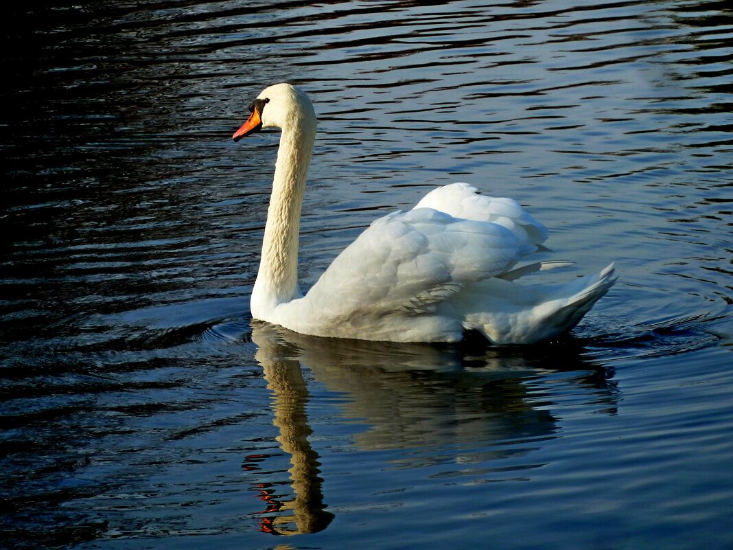 Лебедь, который почти неделю отдыхал на пруду сада Ивана Фомина, улетает на зимовку