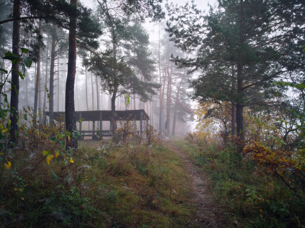 осенний лес в тумане - Алексей Клименко