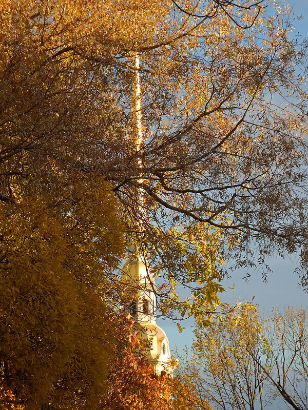 Шпиль Петропавловского собора сквозь осеннюю листву - Ольга И