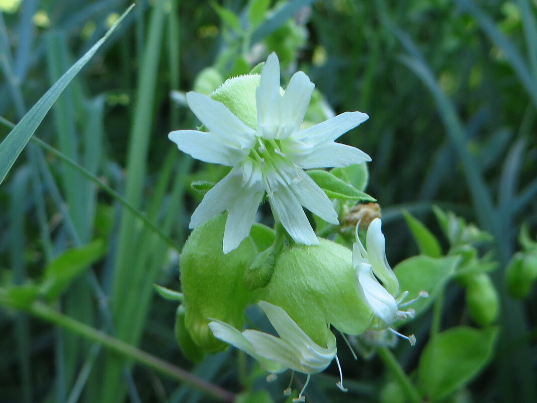 Cucubalus baccifer L. (семейство Caryophyllaceae)Волдырник ягодный - vodonos241 