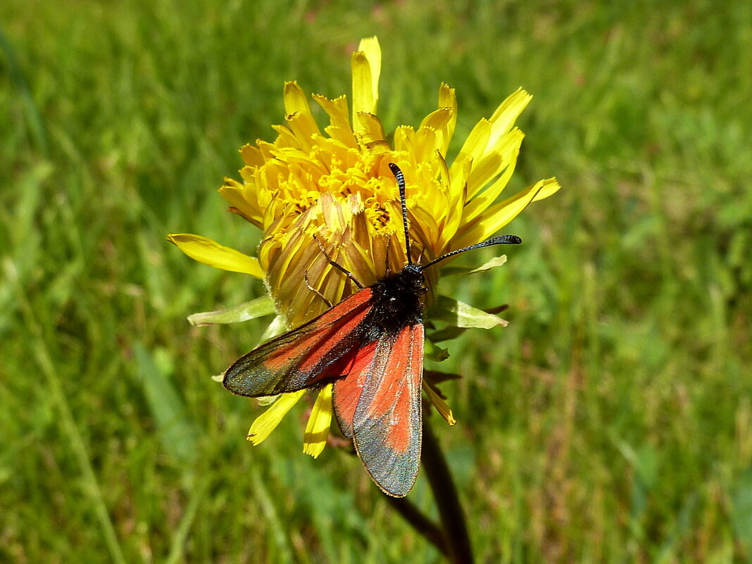 Бабочка на  желтом цветке лесной лужайки - Лидия Бараблина
