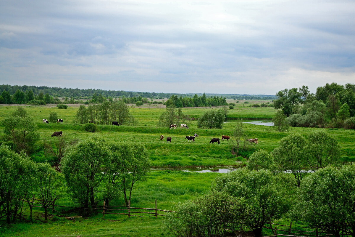 р.Шерна - Grach 