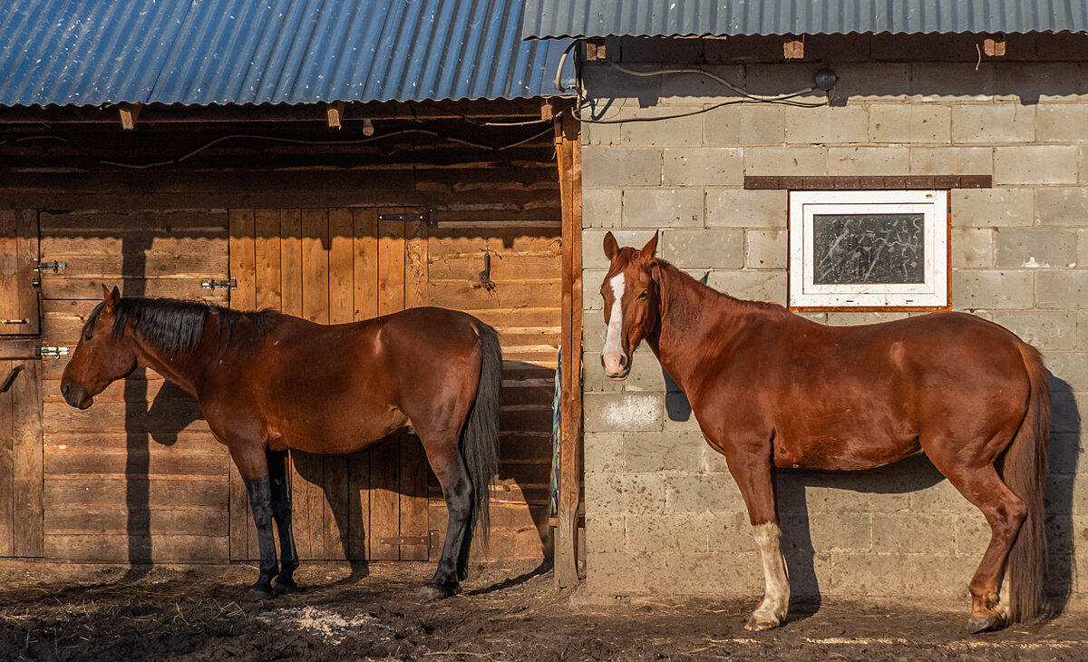 Казацкие кони - Сергей Цветков