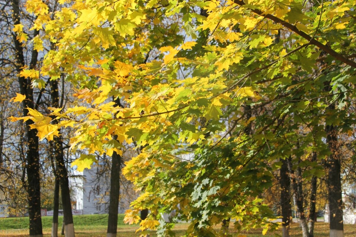 Осень в парке - Анатолий Кувшинов