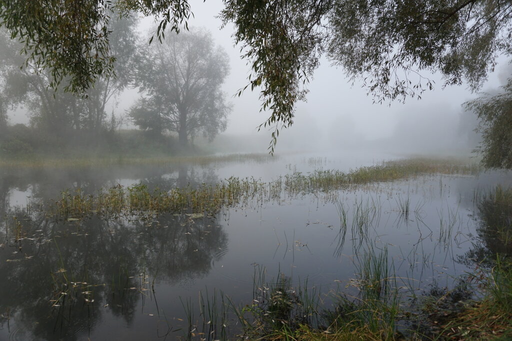 Туман на лесном озере. - Михаил Колосов 