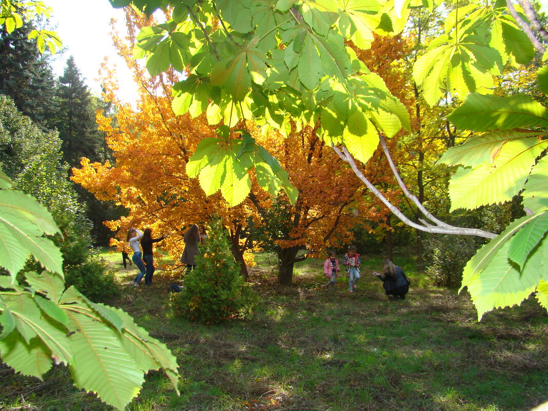 Осень в парке - марина ковшова 