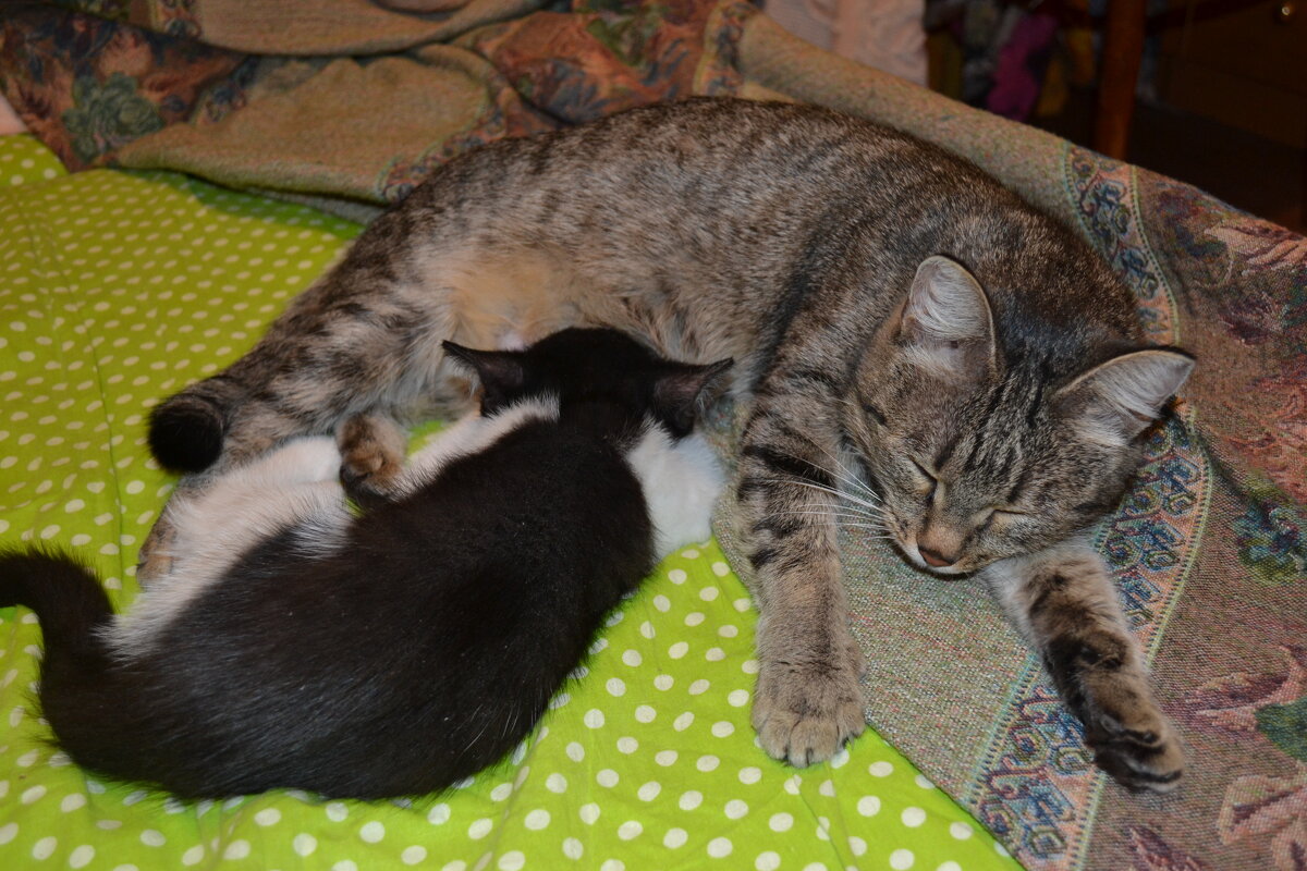 Кошка мама и её дитятко...Крепкий сон,здоровыё котята... - Георгиевич 