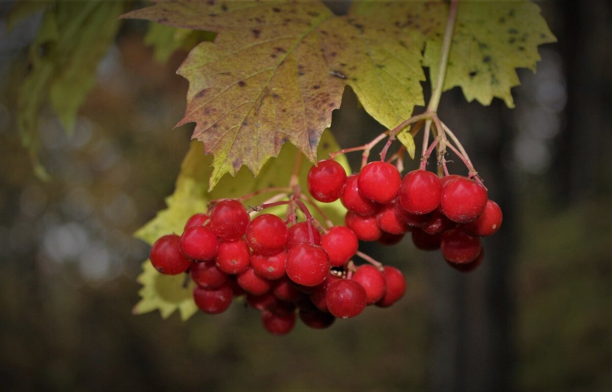 фото калины ягоды и листья