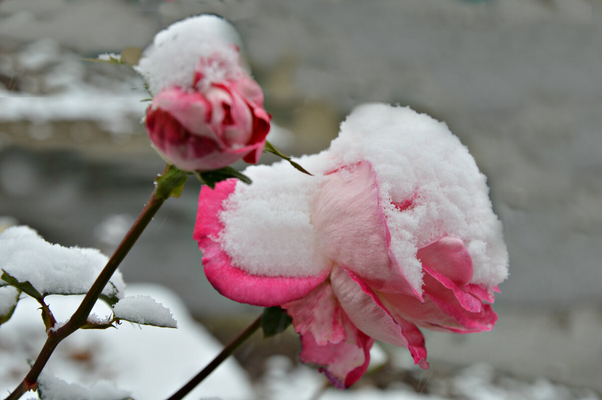 Зима укрыла снежным бархатом последние цветы.... - Надежда Куркина