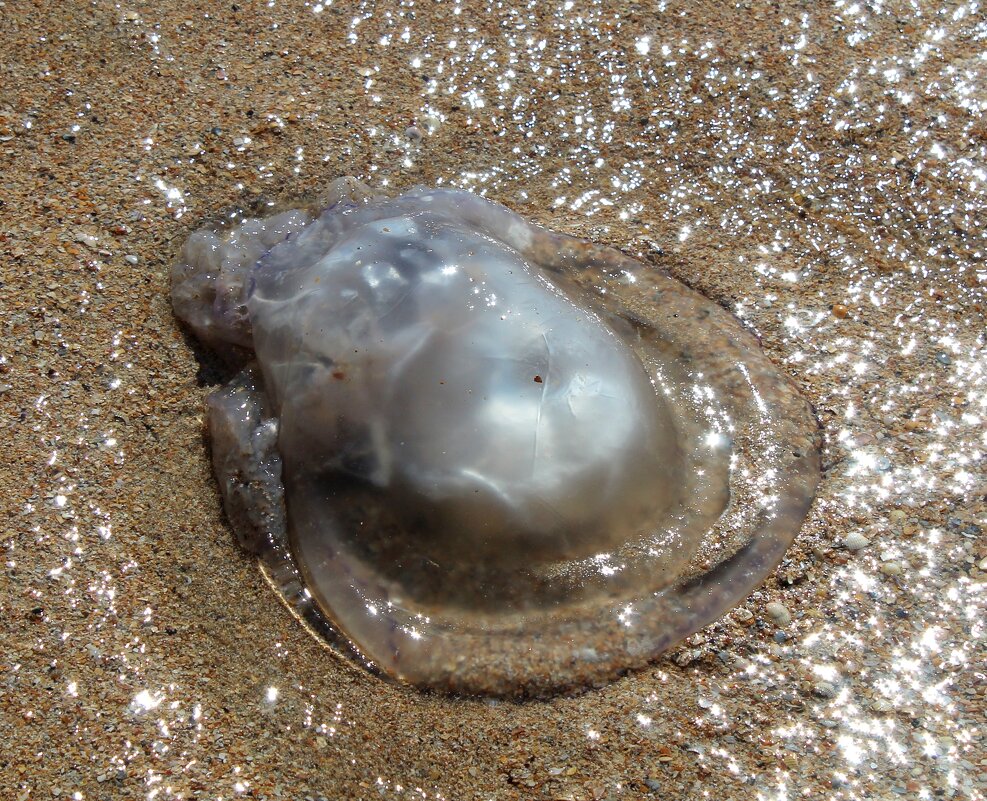 медуза на песке - ольга хакимова