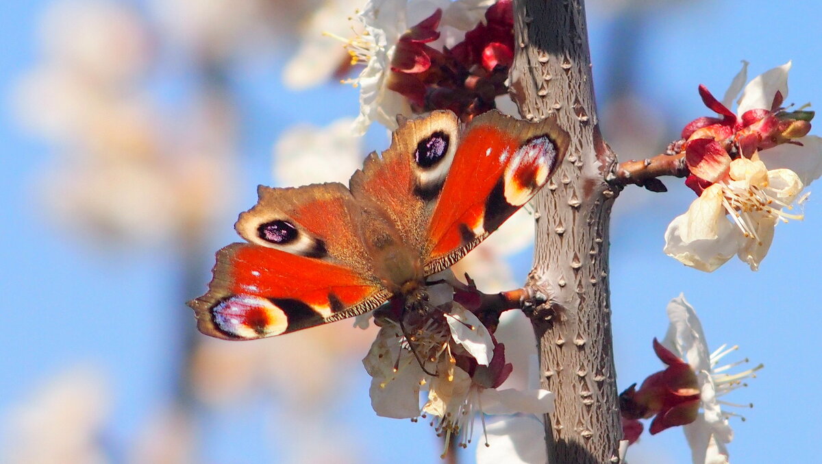 опять про бабочек...29- глаза павлиньи - Александр Прокудин
