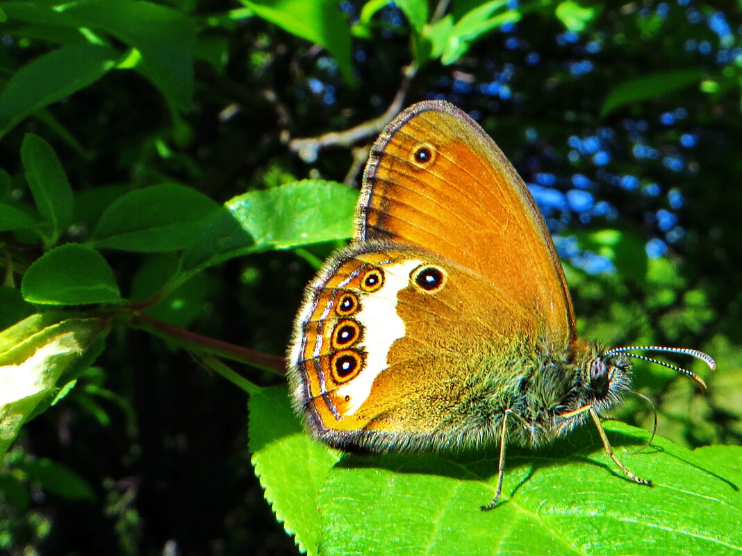 Сенница.Сенница аркания (лат. Coenonympha arcania) - vodonos241 