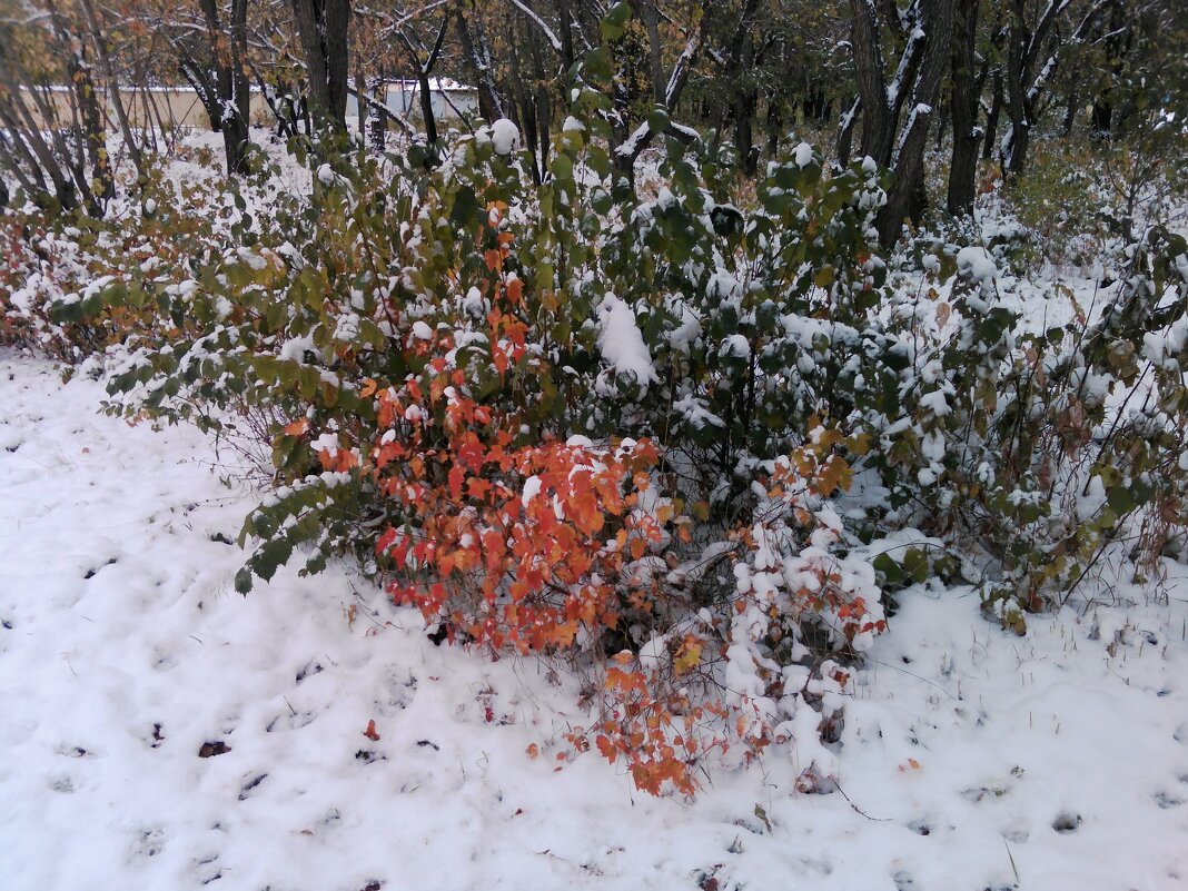 Снег в осени... - Георгиевич 
