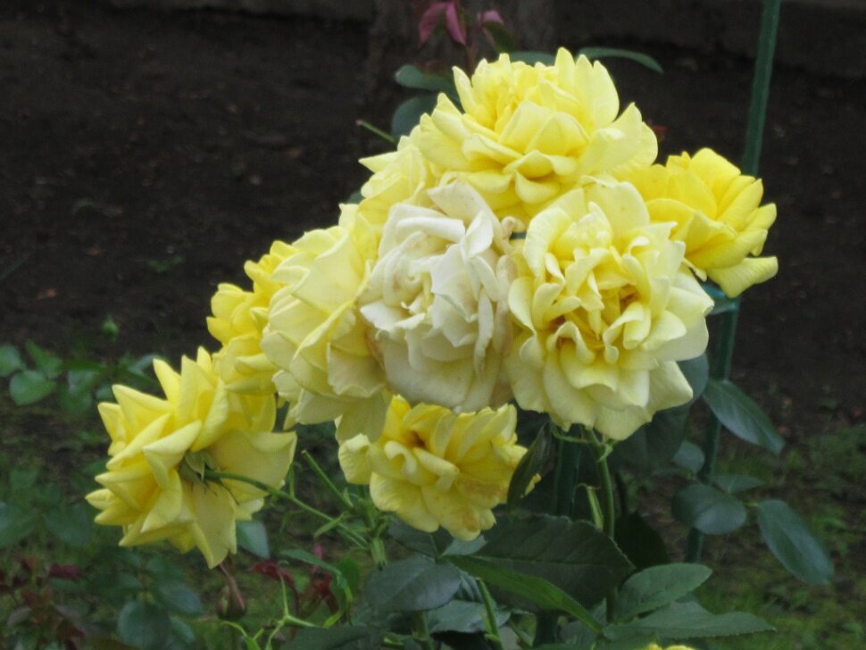 Эти жёлтые розы - Дмитрий Никитин