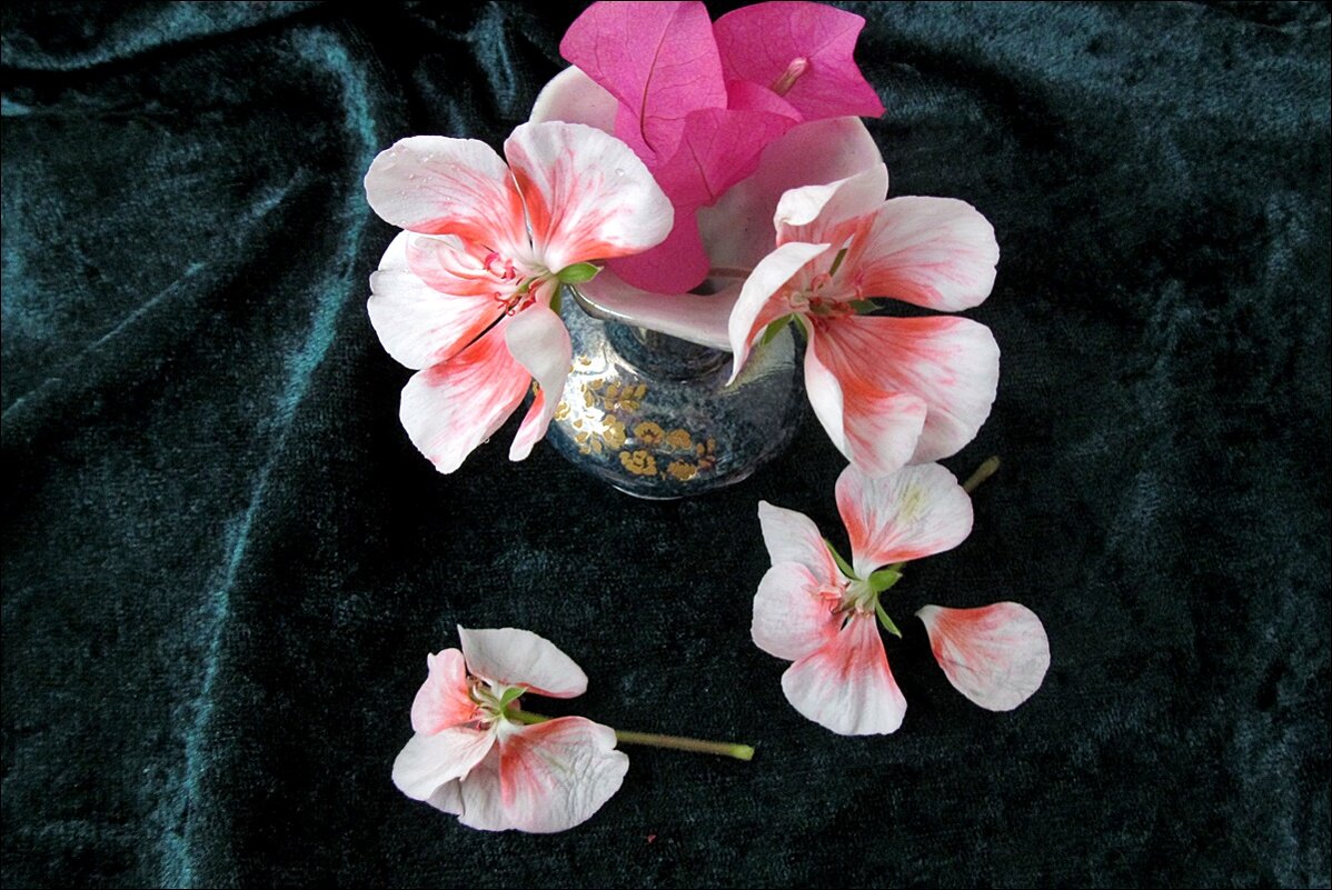 Опавшие цветочки герани и бугенвиллеи - Нина Корешкова
