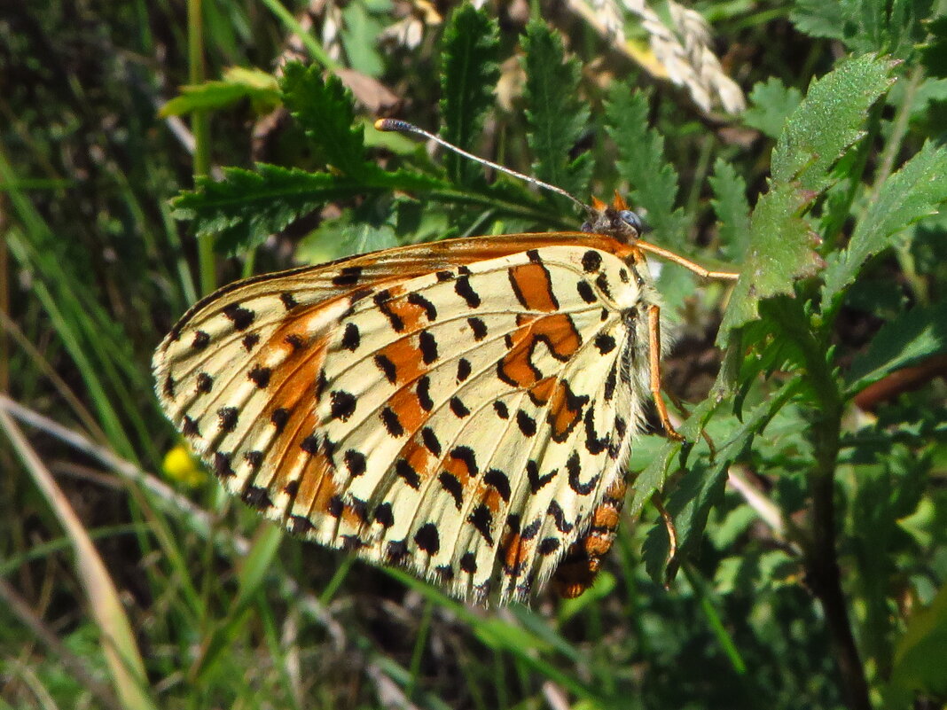 Шашечница красная (лат. Melitaea didyma) - vodonos241 