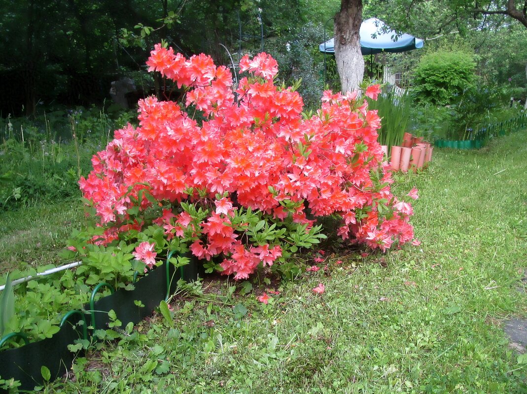 Рододендрон у меня в саду - Ольга Довженко