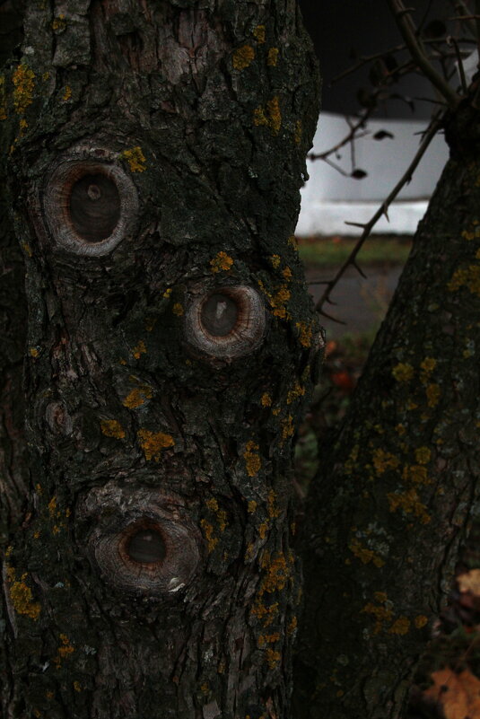 Глаза у дерева - Илья 