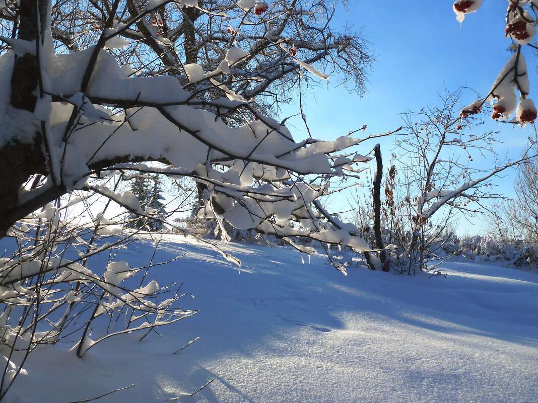 Снежное великолепие - Лидия Бараблина
