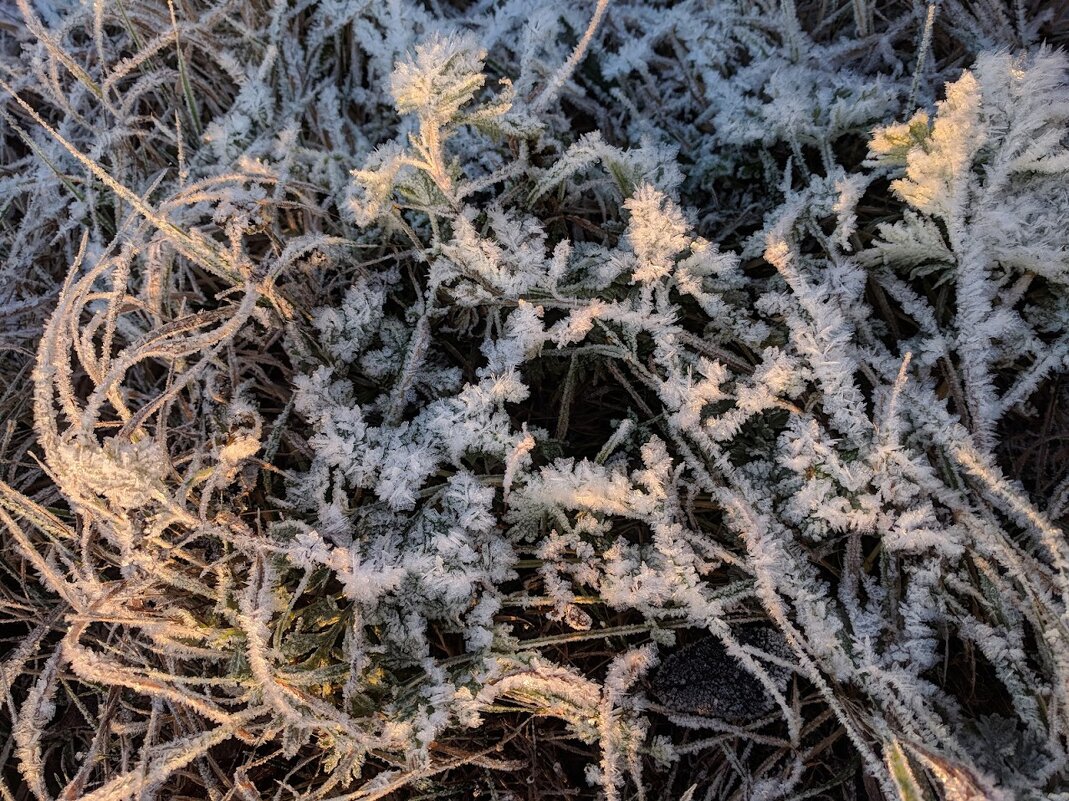 Мороз прошёл по травам - Марина Птичка
