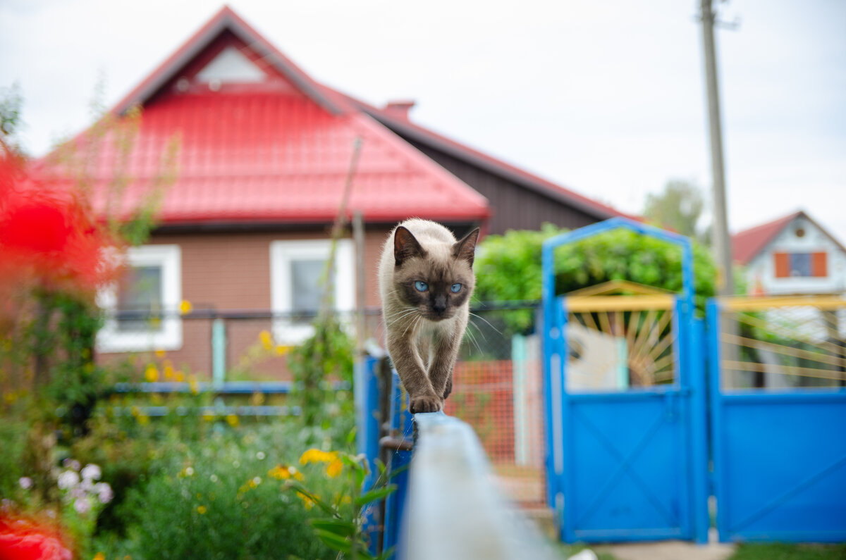 Кошка, которая гуляет сама по себе - Marik ...