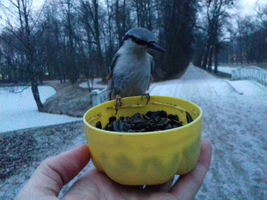 Поползень - Сапсан 