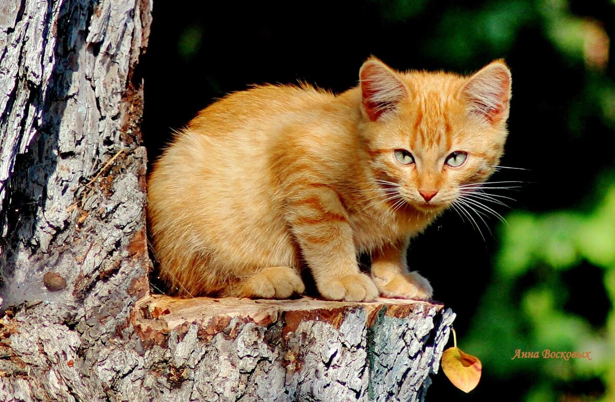 Котёнок похож на осенний листок..... а может листок на котёнка? - Восковых Анна Васильевна 
