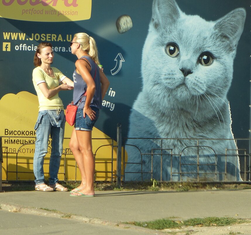 Кошки - Леонид Шаян
