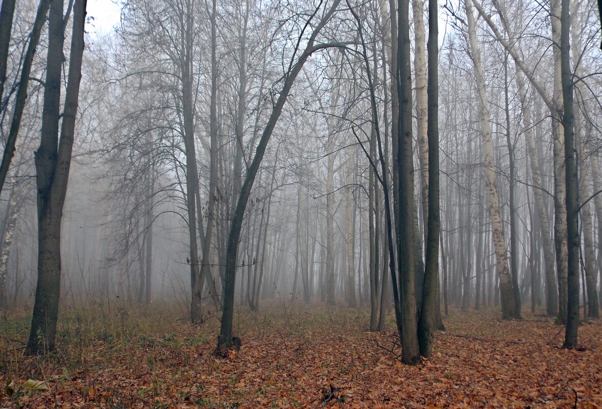 В пелене тумана - Galina Solovova