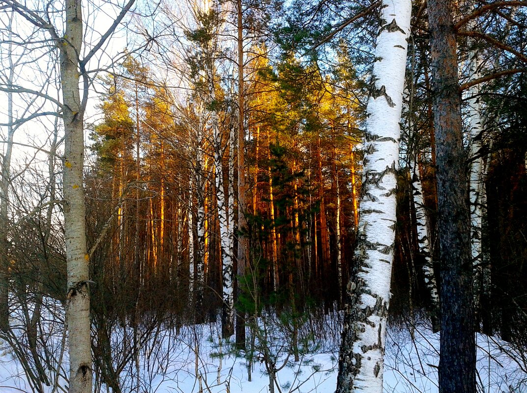 золотой лес - Владимир 