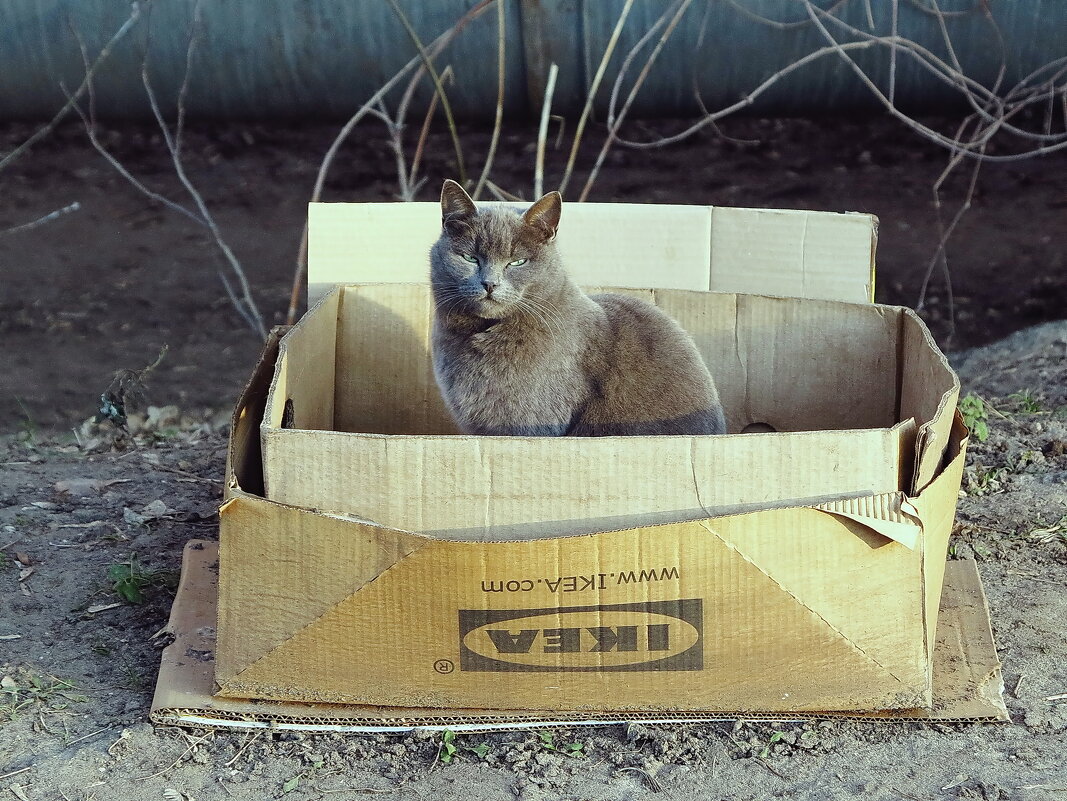 СЕРЫЙ в IKEA. - Владимир однакО... 