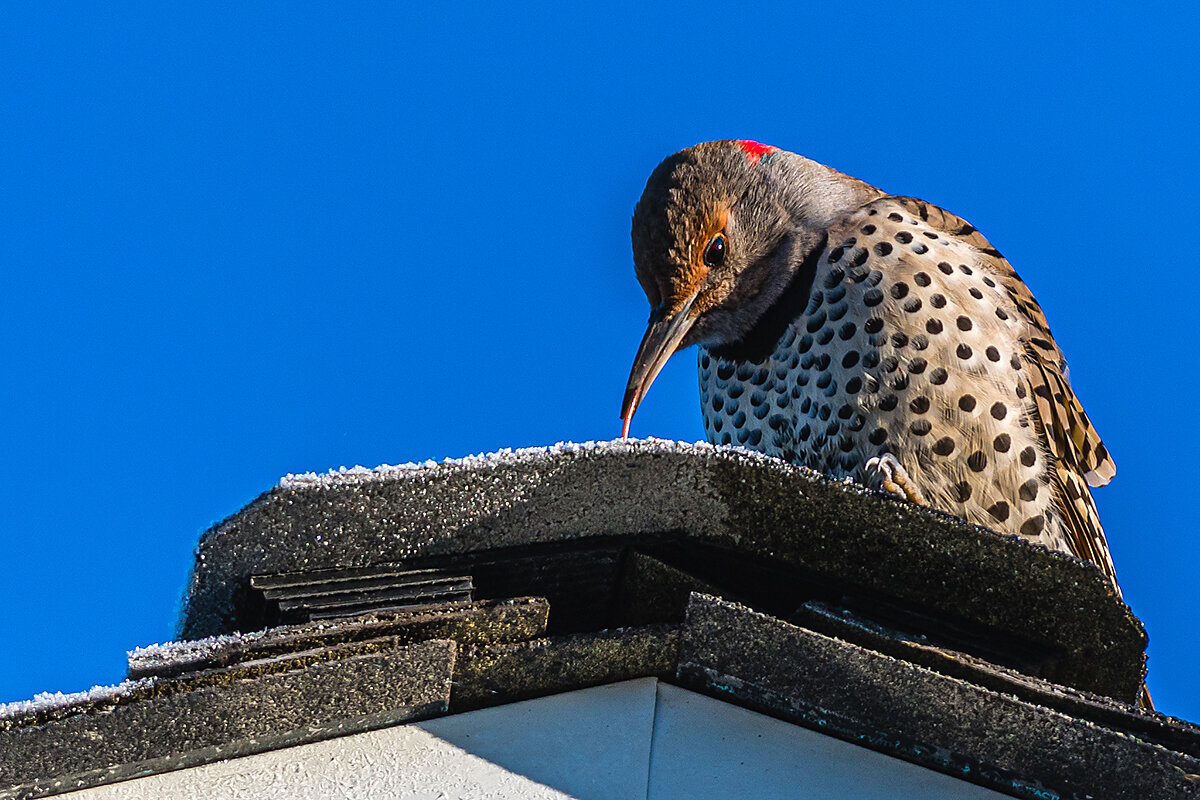 Северный фликер (Northern Flicker) - большой коричневый дятел. - Михаил Аверкиев