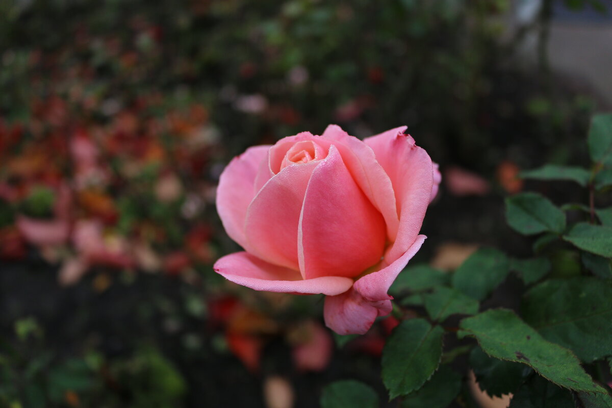 Розы Эдинбургских парков - Ольга 