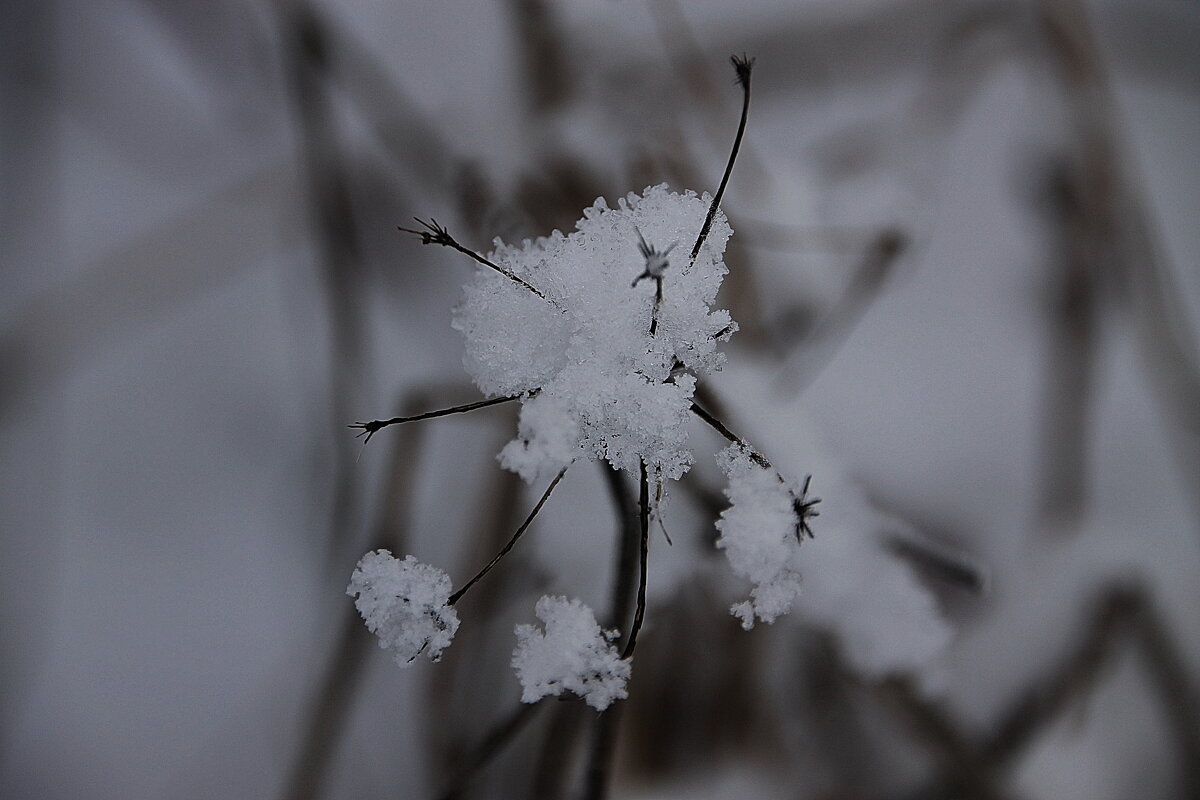 И природа рядится вся в новый  снеговой и блестящий убор...... - Tatiana Markova