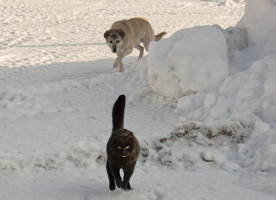 Открыта охота на котов - Валерий Иванович