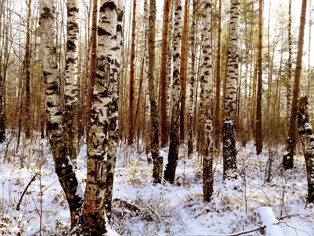 березы - Владимир 