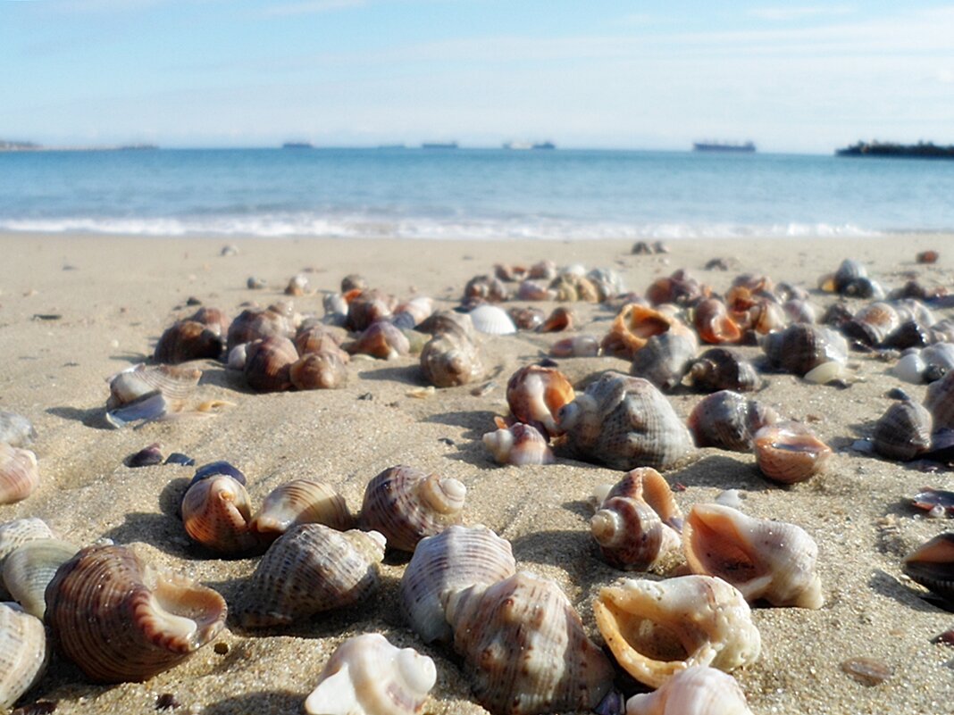 Разбросало море ракушки на пляже - wea *